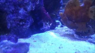 Frogfish Eating in slow motion [upl. by Ebony]