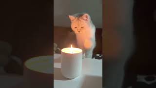 cat funny catvideos kitty [upl. by Akinas391]