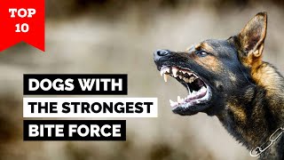 Top 10 Dogs With The Strongest Bite Force [upl. by Ano309]