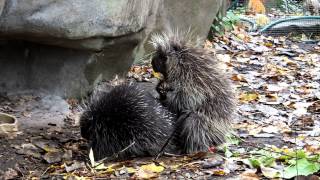 Porcupine Mating [upl. by Aenea]