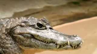 Caiman facts 20 facts about Caimans [upl. by Lamoureux44]