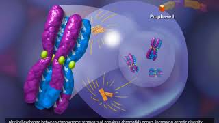 Meiosis 3D Animation [upl. by Emmey]