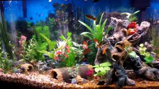 Best Fish Tank Aquarium I Ever Created  Beautiful [upl. by Onez]