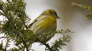 Eurasian Siskin Carduelis spinus ♂  Erlenzeisig 1 [upl. by Nivrem]