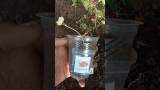 Garden Nasturtium  Indian cress flowers gardening youtubeshorts viralvideo [upl. by Labotsirhc]