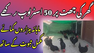 50 Australorp Monthly Income [upl. by Helali]