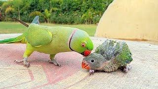 Talking Ringneck Parrot Greeting Baby Parrot [upl. by Azil217]