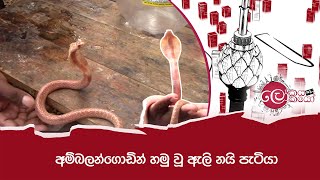 අම්බලන්ගොඩින් හමු වූ ඇලි නයි පැටියා  LOKAYA SAHA LOKAYO [upl. by Nylacaj]