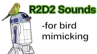 R2D2 Sounds for bird mimicking [upl. by Johnna]