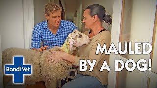 Dr Chris Brown Helps A STARVING Sheep After Being Attacked  Bondi Vet [upl. by Catie]