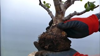 Repotting A Jade Plant Into Better Soil [upl. by Pavlov]