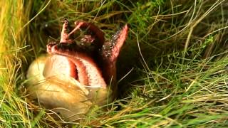 Devils Fingers Clathrus archeri timelapse [upl. by Mailli]