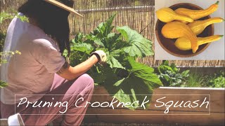 Pruning crookneck squash  Powdery mildew  Late summer harvest [upl. by Idurt]