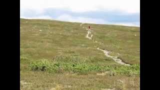 Ramundberget MTB singletrack [upl. by Amle]