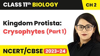 Kingdom Protista Crysophytes Part 1  Biological Classification Class 11 Biology Ch 2 NCERTCBSE [upl. by Chapman9]