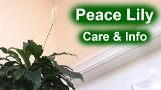 Peace Lily Spathiphyllum  Care amp Info [upl. by Jallier666]