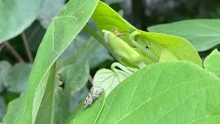 Hyllus diardi stalking prey [upl. by Nazay]