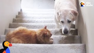 Dogs Who Are Afraid Of Cats Compilation  The Dodo [upl. by Adnamma]