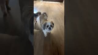 Putting a treat on my dogs back dogdogfamdogmomfunnyyoutubeyoutubeshortsshortvideoshortspet [upl. by Ahsenrac]