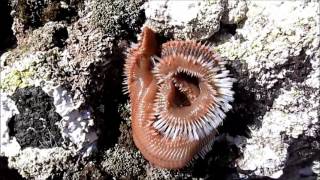 Baja Californias Common Fireworm [upl. by Adlig]