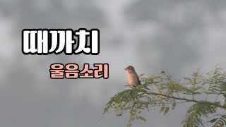 때까치 울음소리The sound of Bullheaded Shrike [upl. by Ogilvie31]