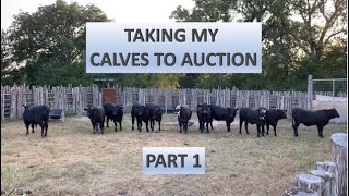 RAISING BEEF CATTLE FOR BEGINNERS – Taking My Calves to Auction Part 1 [upl. by Oiluarb397]