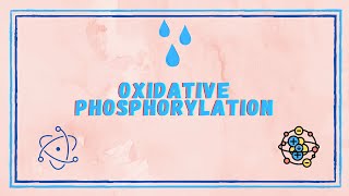 Cellular Respiration  Oxidative Phosphorylation  Post 16 Biology A Level PreU IB AP Bio [upl. by Ahsot]