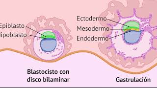 GASTRULACION Neurodesarrollo [upl. by Adnanref771]