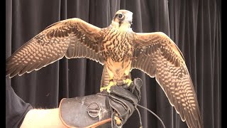 Falconry Training a brand new falcon Part 1 falconry [upl. by Streeto566]