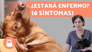 Cómo saber si tu PERRO está ENFERMO 🌡️🐶 Explicación de VETERINARIA [upl. by Hoffman]