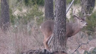 Engel Ballistic Research 300 Blackout quotPhantomquot Subsonic Expander Texas Deer Hunt 2016 [upl. by Ringe]