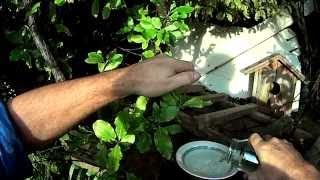 Feeding New Zealand Native Birds [upl. by Ahseetal705]