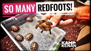 Beginners guide to REDFOOT Tortoises [upl. by Inalak]