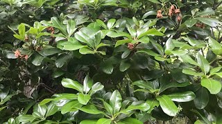 How to Prune Rhododendrons [upl. by Rases]