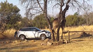 Giraffe attacks Range Rover Evoque car [upl. by Costanza]