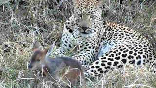 Leopard playing with Bushbuck [upl. by Thetisa]