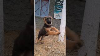 Dog angry barking German Shepherd dog sound short [upl. by Nickolas916]