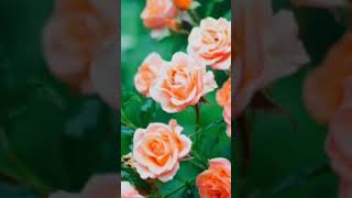 Roses and Rain rain relaxing relaxingsounds rainsounds rosesintherain soothingsounds [upl. by Ellehcem]