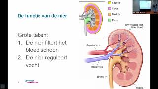 Chronische Nierschade [upl. by Trilby]