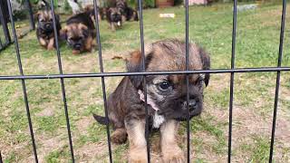 Border Terrier Puppies  almost 7 weeks [upl. by Ayrolg]