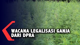 Wacana Legalisasi Ganja Kini Datang dari Anggota Dewan Perwakilan Rakyat Aceh [upl. by Tannenwald]