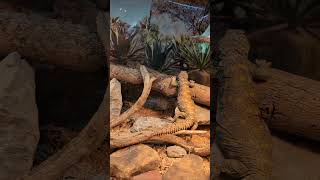 Beautiful Uromastyx uromastyx lizard reptiles petreptile [upl. by Assetak]