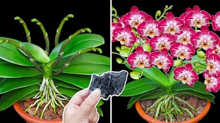 The power of bamboo charcoal helps orchids grow and bloom magically [upl. by Nelli]