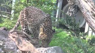 Persian Leopard  Lions  Ring tailed lemur  Rhino  Striped Hyena  Sumatra Tiger  Augsburg Zoo [upl. by Burg639]