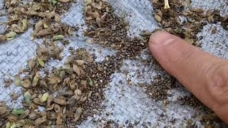 Processing Homegrown Chia Seeds [upl. by Jaine]