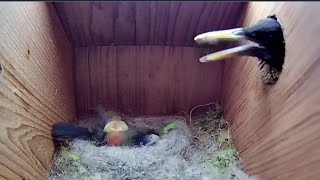 21st May 2021  We lost a chick  another uninvited guest  Blue tit nest box live camera highlights [upl. by Anaib]