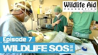 Wildlife SOS Online  Episode 7 [upl. by Anole577]