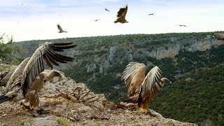 Griffon Vultures Depend on the Sun to Fly Why [upl. by Vilma]