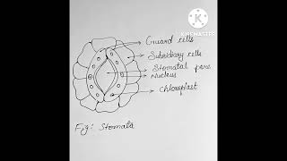 Stomata diagram [upl. by Anidal]