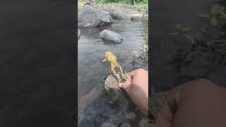 Catching cute frogs frogs escape from frog hunters 🐸 funny funnyvideo [upl. by Raffaj]